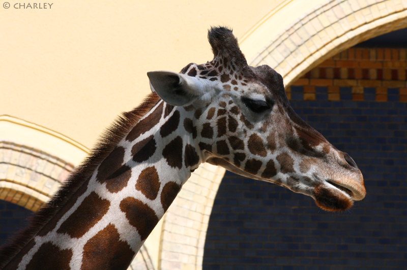 zoo-berlin2010 (38).jpg